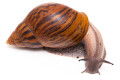 Achatina achatina achatina Ghana typ 1c semiadult 13cm